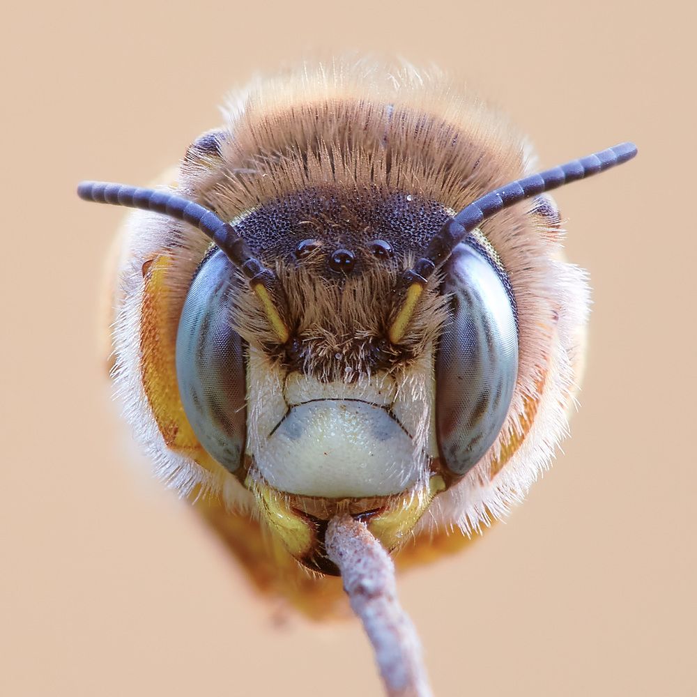 Anthophora urbana