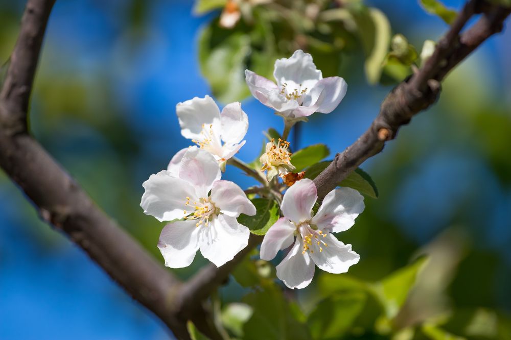 Apple - начало!