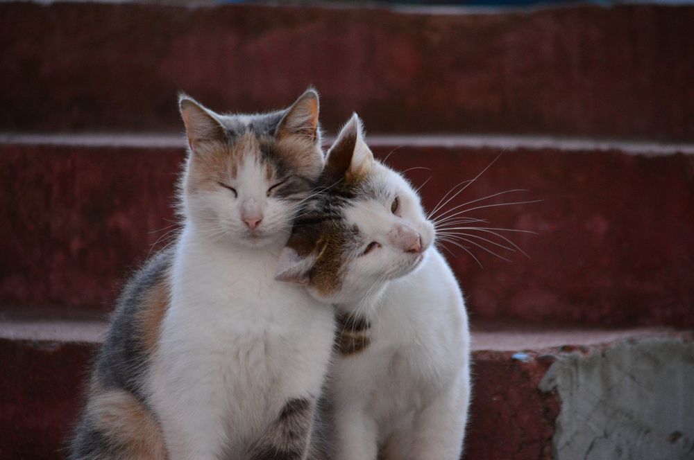 Photograph by Дарья Беляк