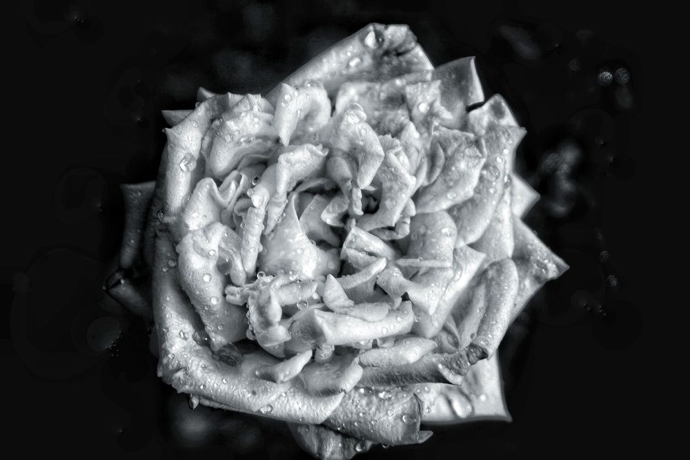 Photograph by Kenric Adam