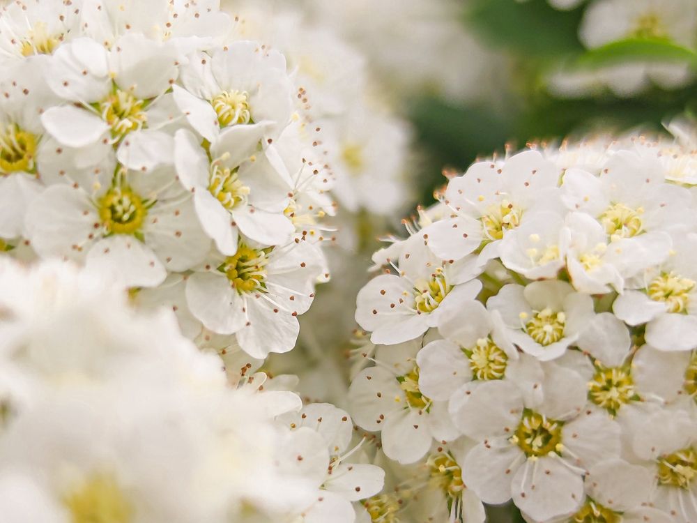 Photograph by Карина Берещанская