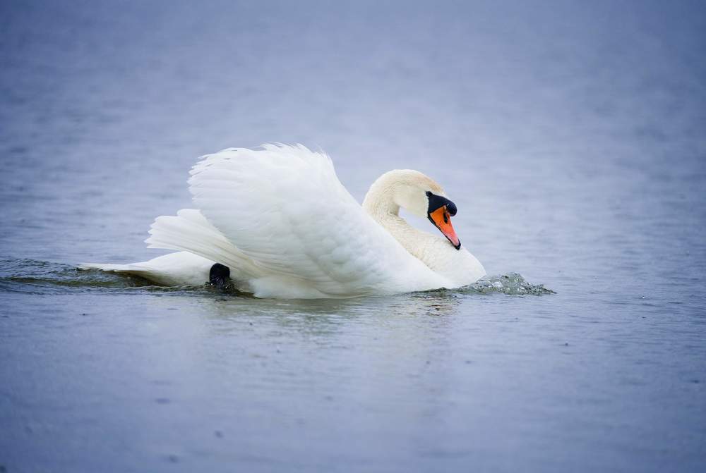 Photograph by Любовь Онщенко