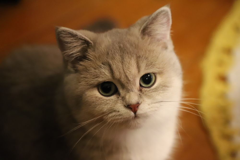 Photograph by Юлия Лазебная