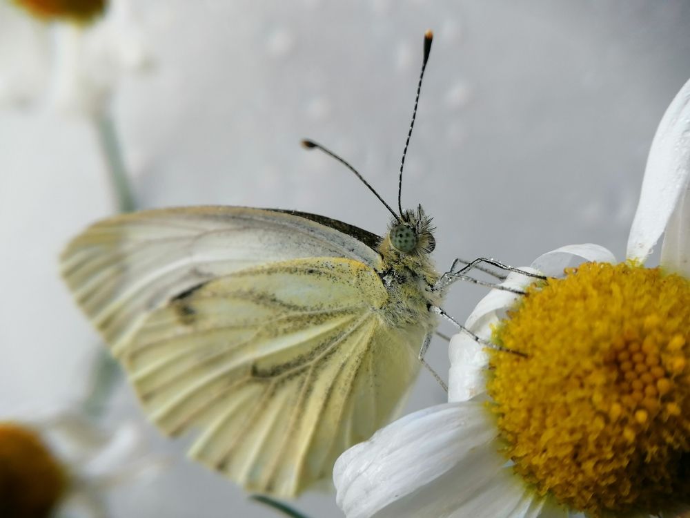 Photograph by Дарья Демина