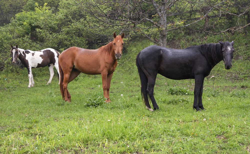 Фотография автора Davit Mohrabyan