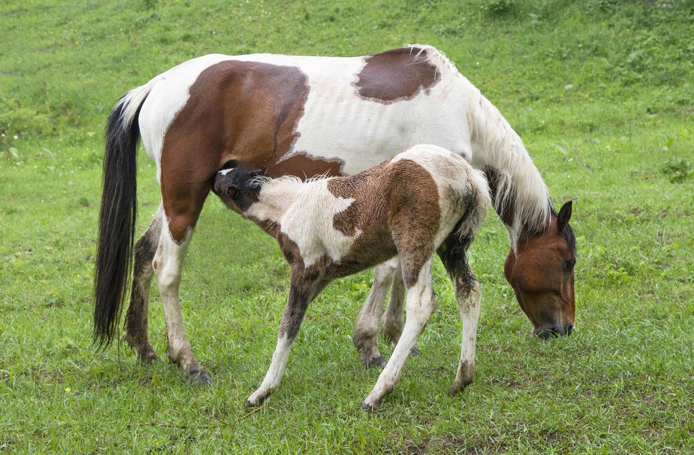 Фотография автора Davit Mohrabyan