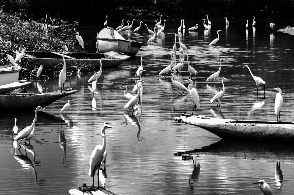 Photograph by Aldemir Vieira da Silva