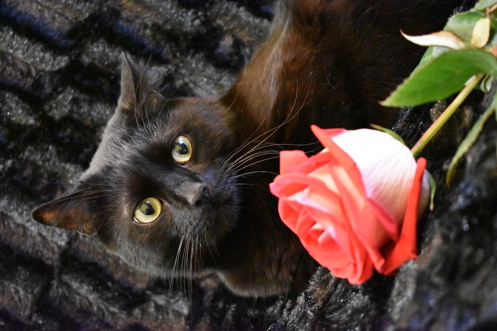 Photograph by Михаил Бородкин