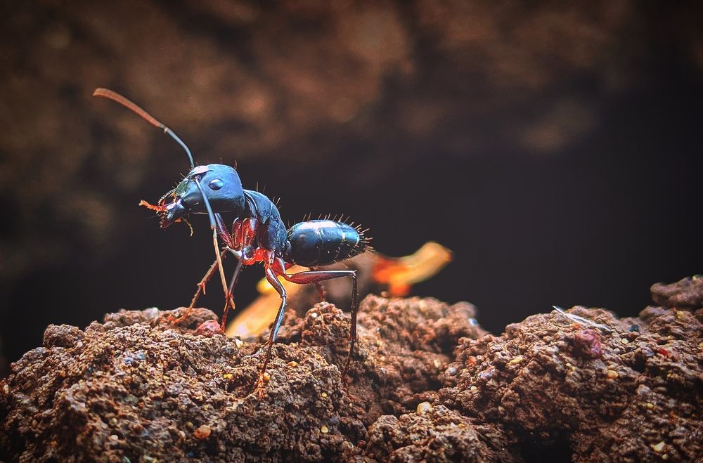 Ant
