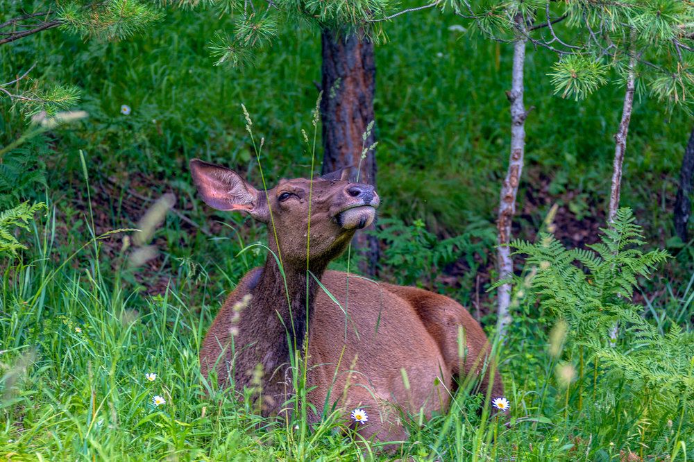 Фотография автора Владимир Русских