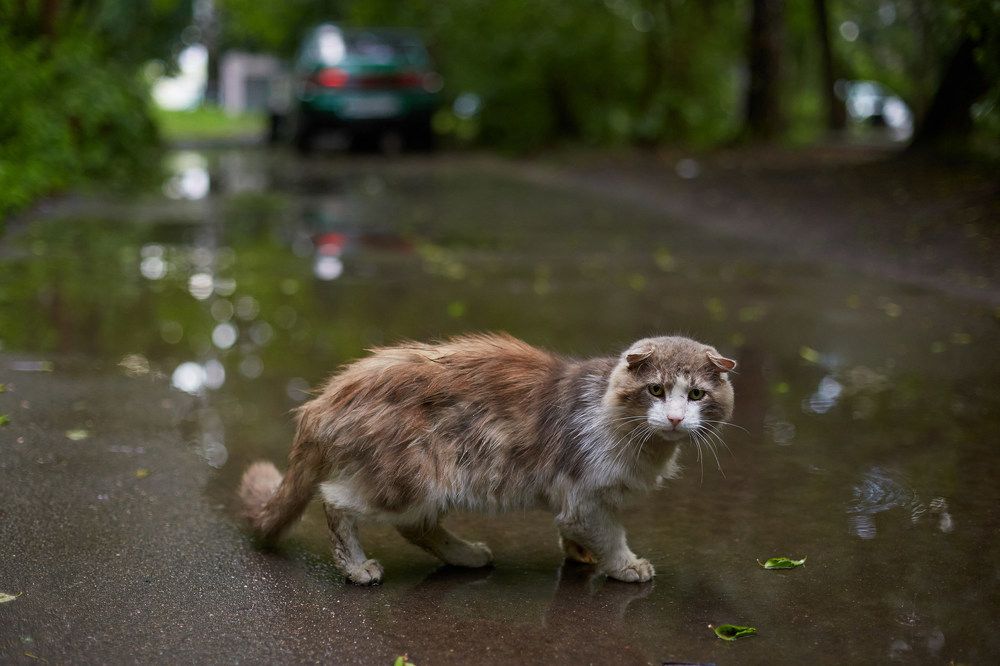 Photograph by Prometej