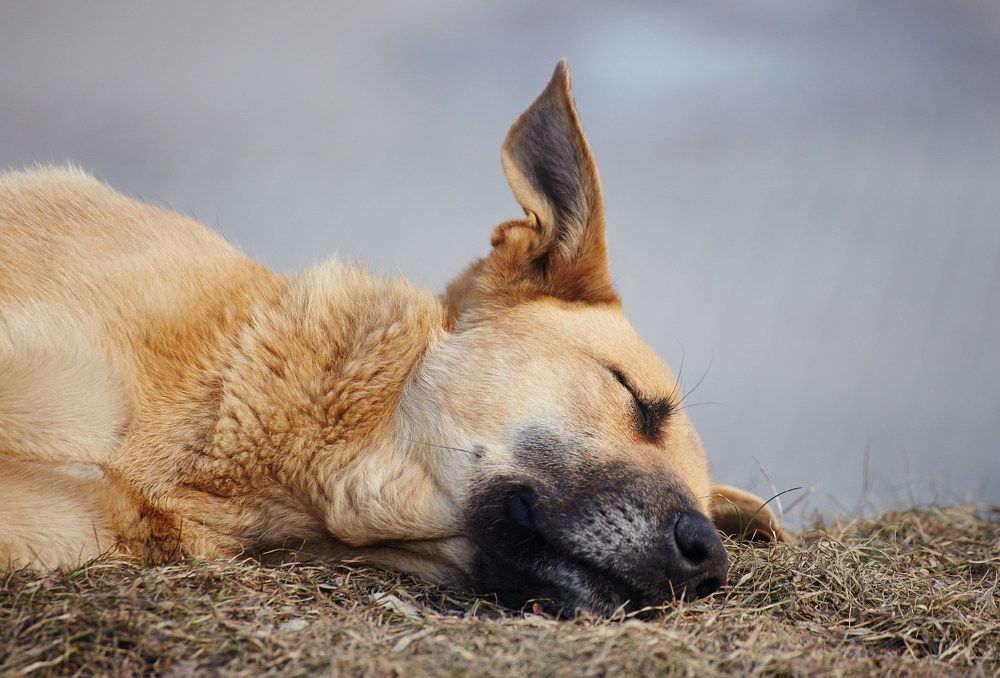 Photograph by Prometej