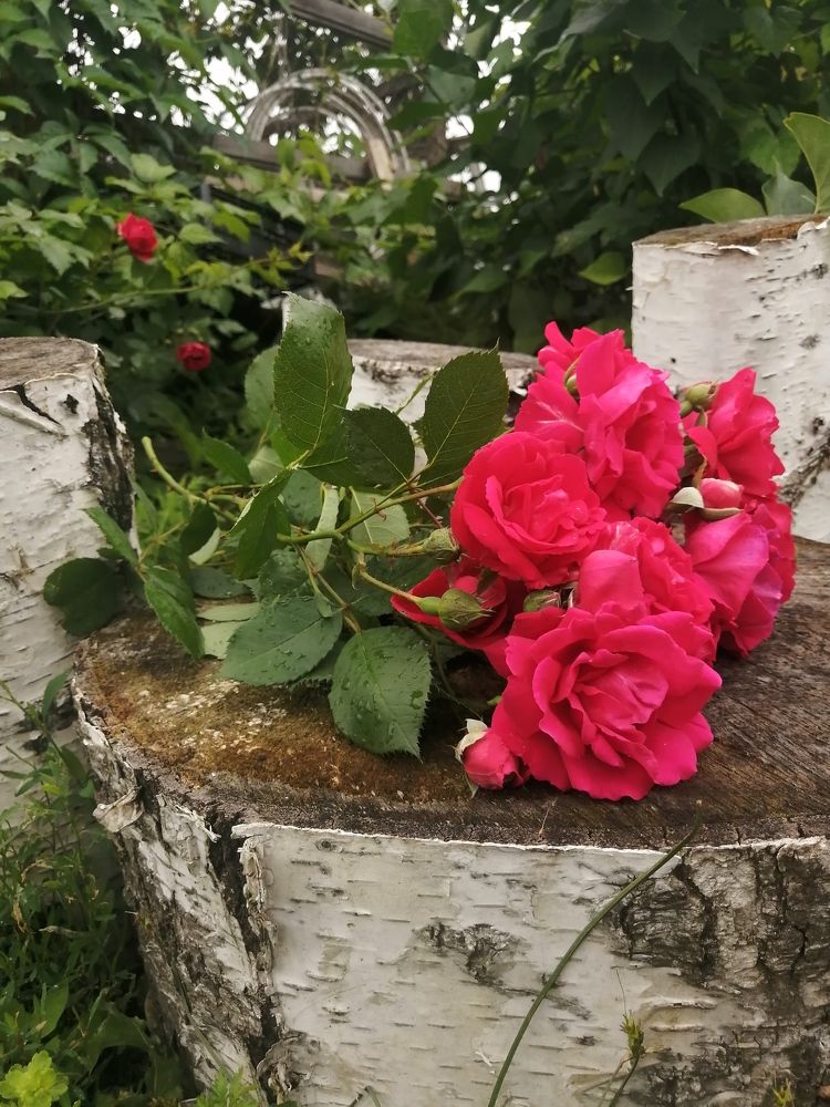 Photograph by Анна Володина