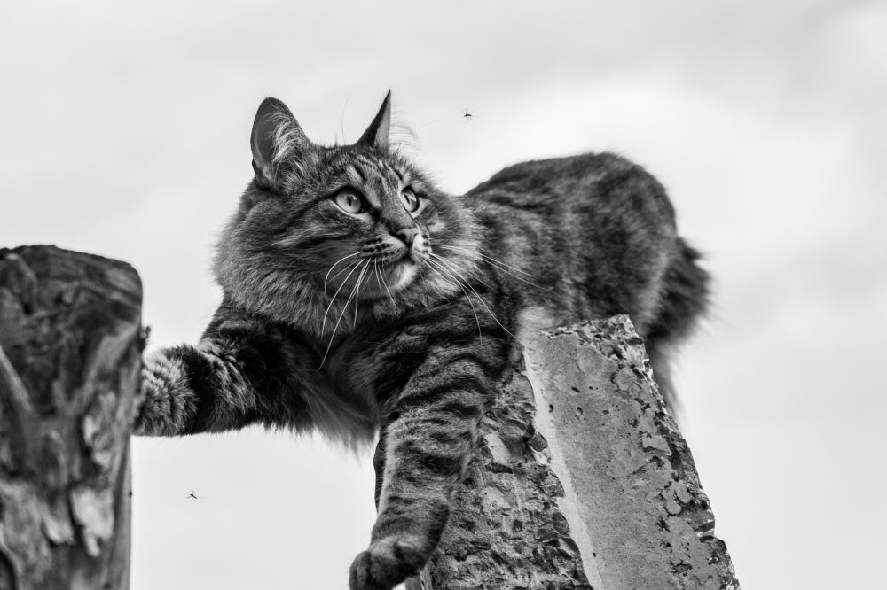 Battle with mosquitoes.