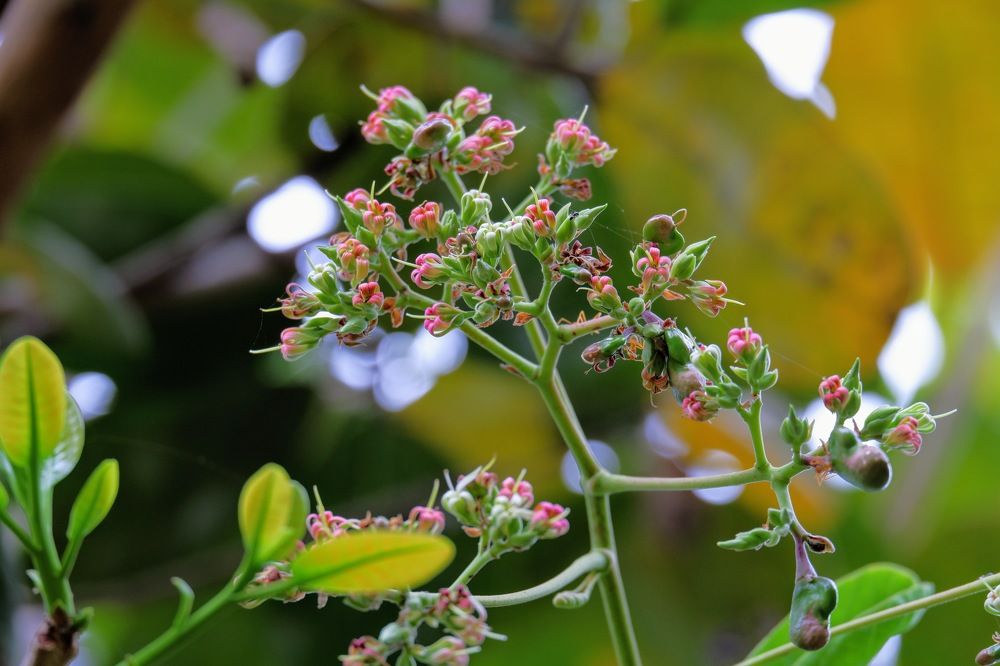 Cashew flower