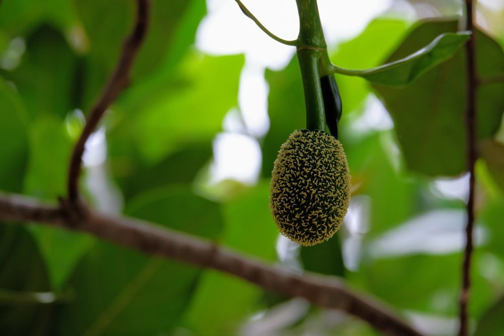 Young jackfruit