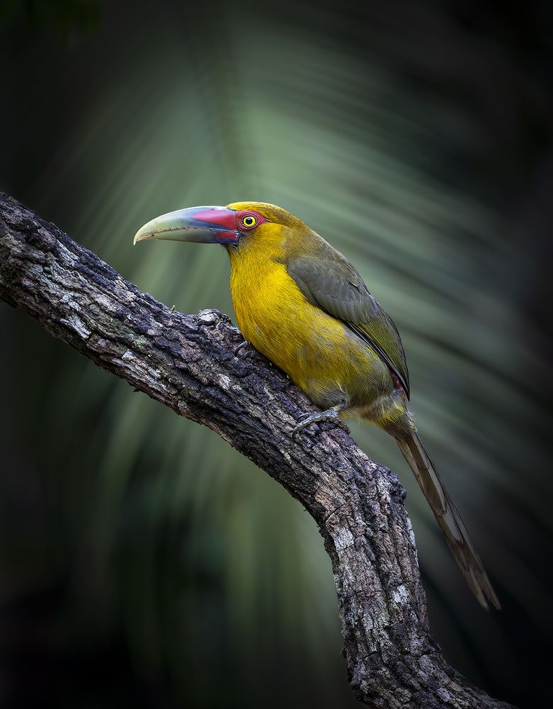 Photograph by André Inidio