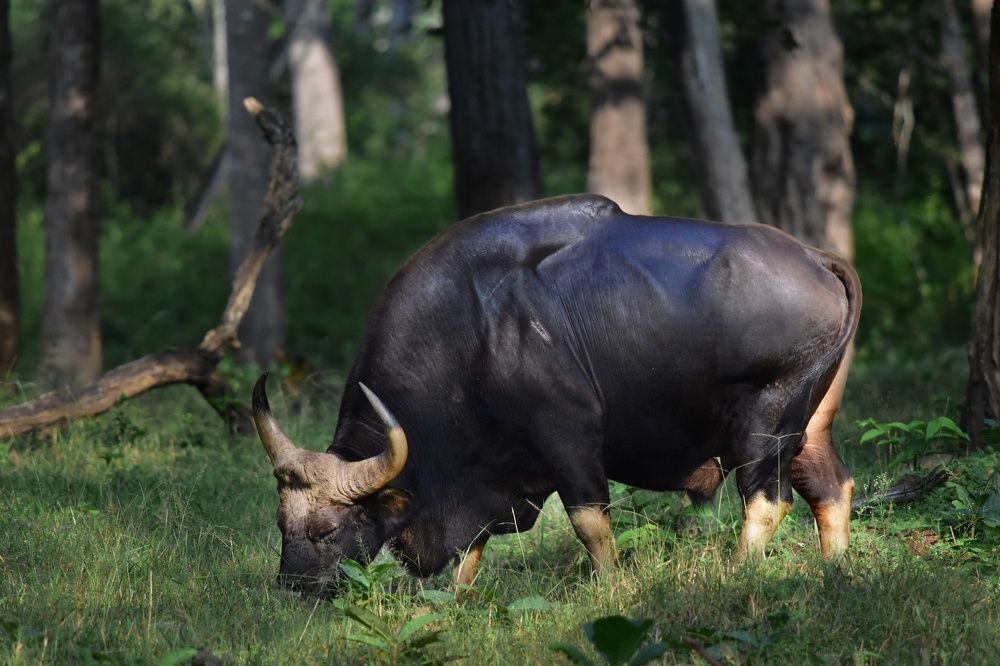 Indian Gaur Body Builder Naturally