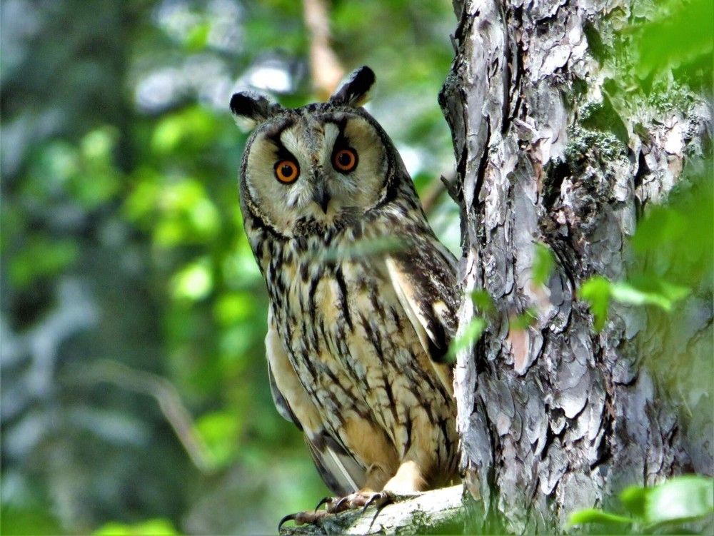 Ушастая совушка
