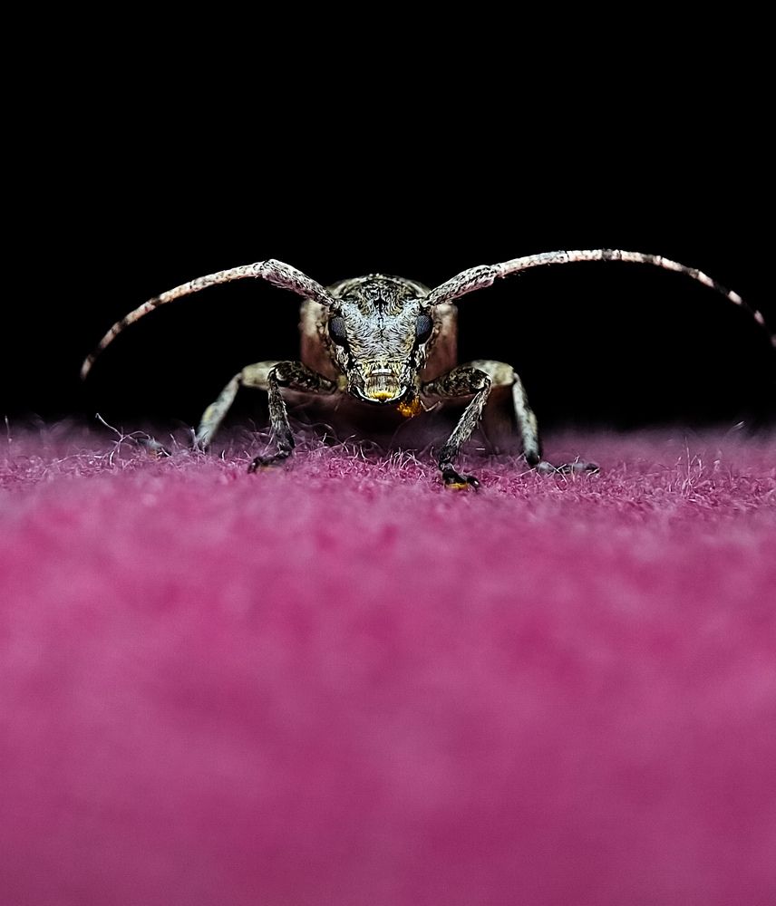 Photograph by Surojit Ghosh