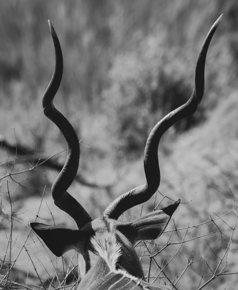 Фотография автора Utathya Roy