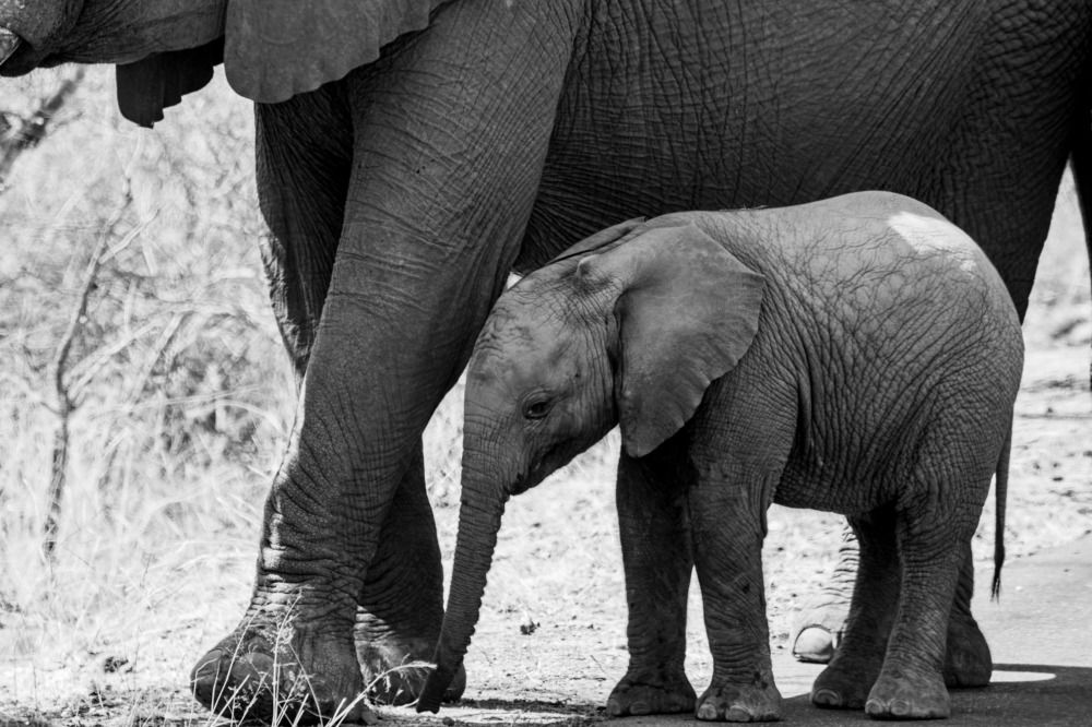 Фотография автора Utathya Roy