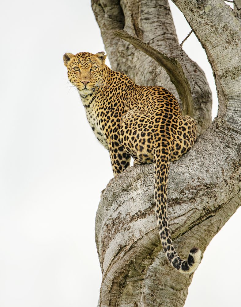 Фотография автора Vishnu Gopal