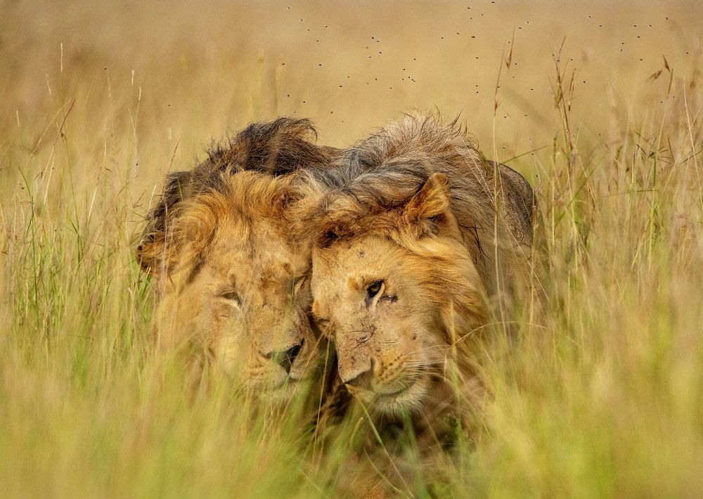 Фотография автора Vishnu Gopal