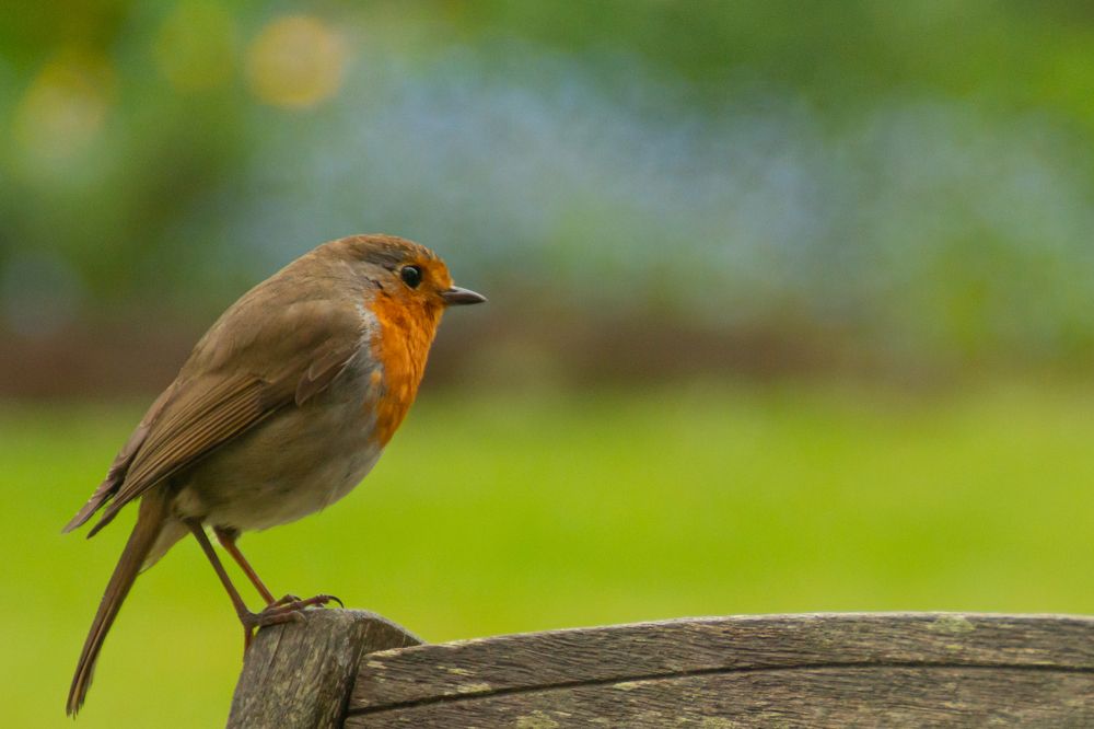 Robin on Garden Chair