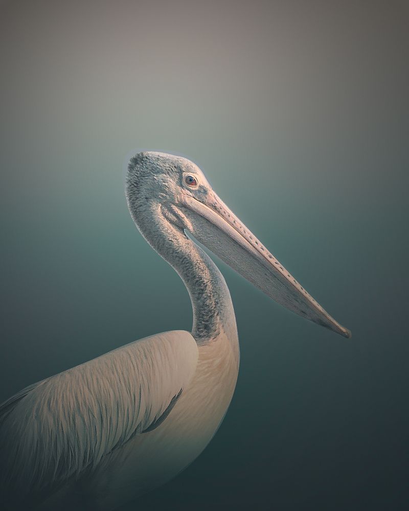 Photograph by Kumar Sharath