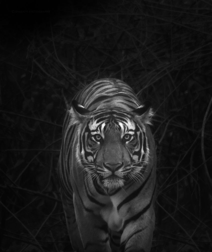 Photograph by Kumar Sharath