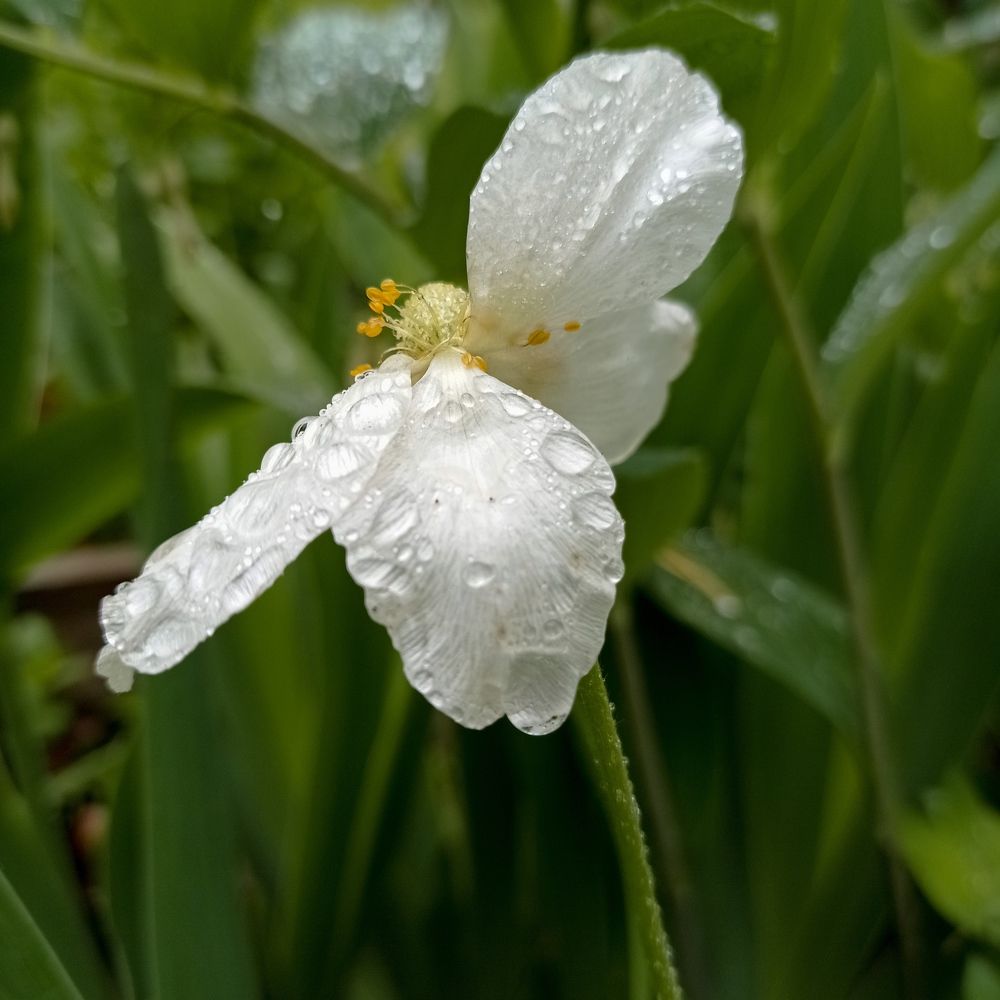 Photograph by Вигдис