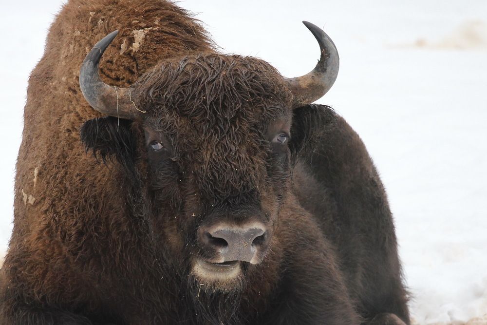 Фотография автора Елена Колосова