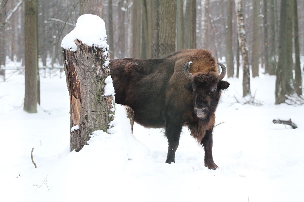 Фотография автора Елена Колосова