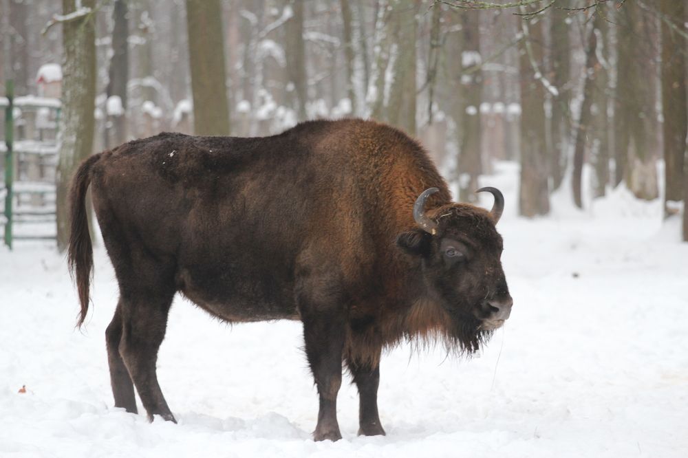 Фотография автора Елена Колосова