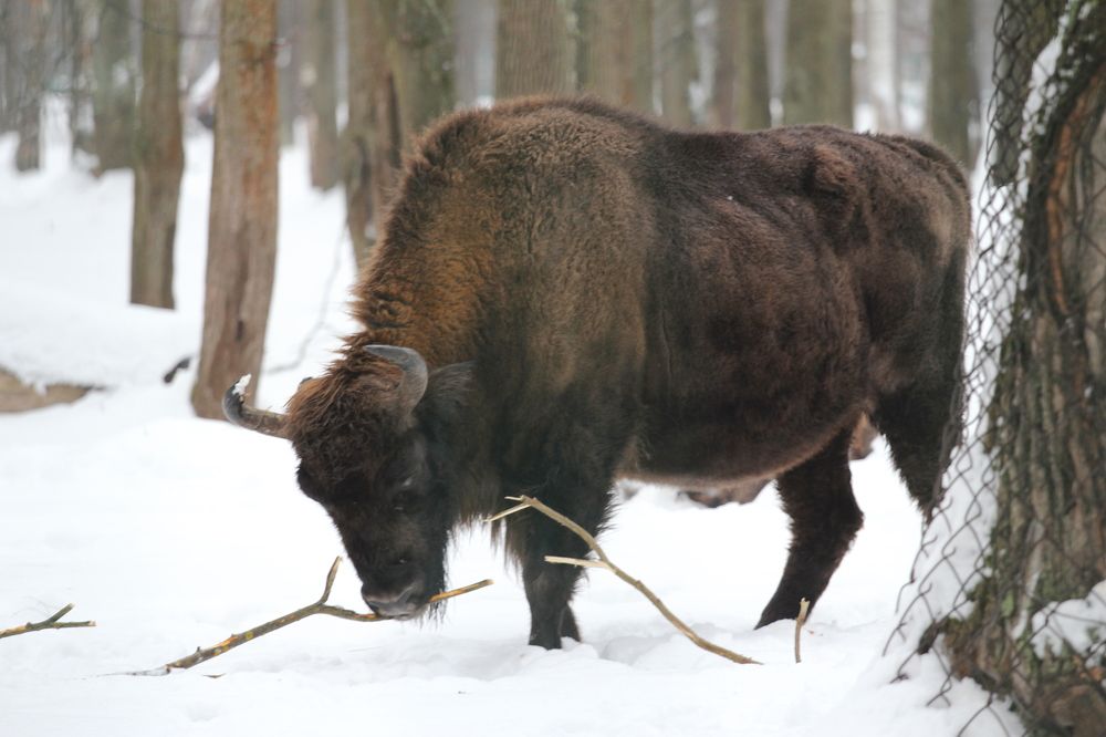 Фотография автора Елена Колосова
