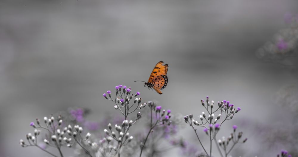 Photograph by Kushan Madushanka Sonnadara