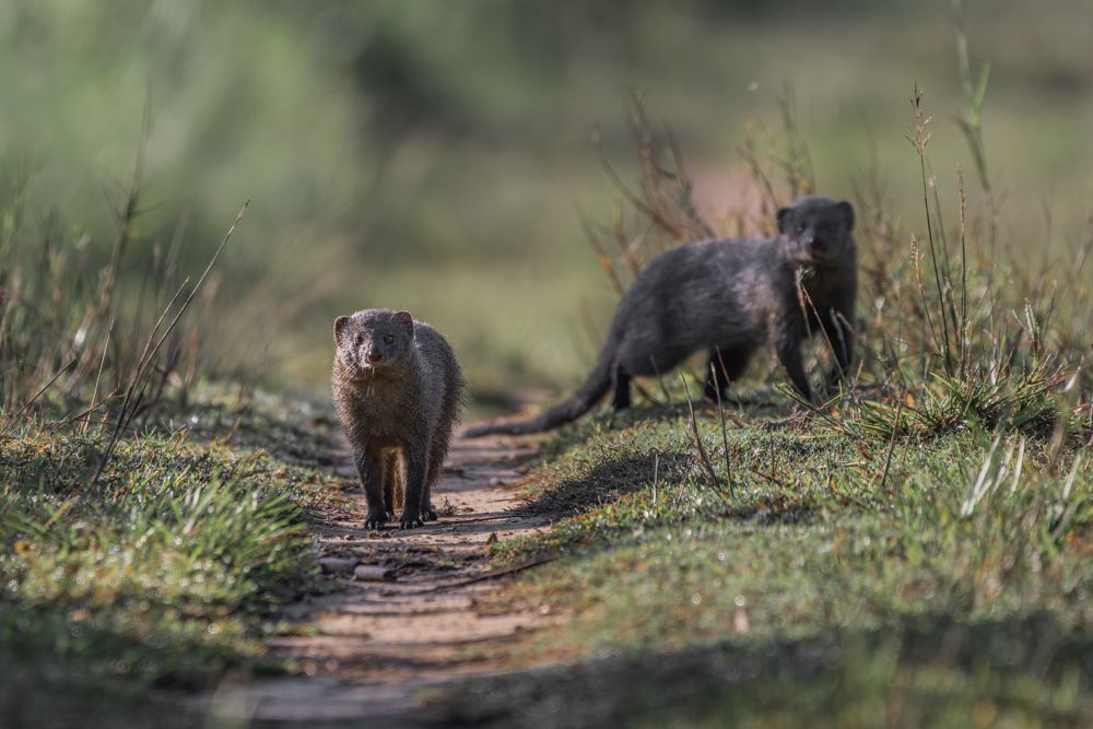 Photograph by Kushan Madushanka Sonnadara