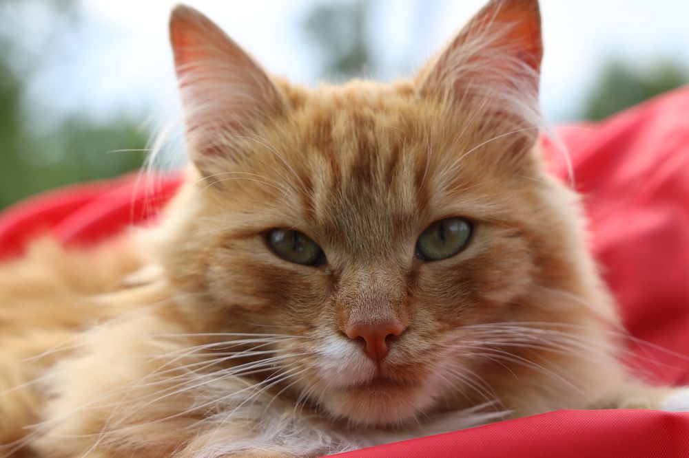 Фотография автора Елена Колосова