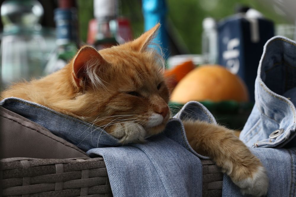 Фотография автора Елена Колосова