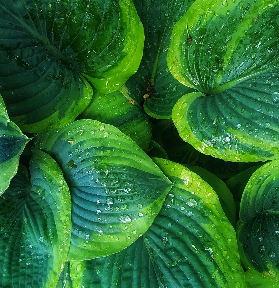 Photograph by Людмила М