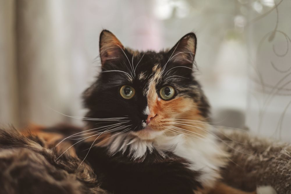 Photograph by Евгения Пугачева