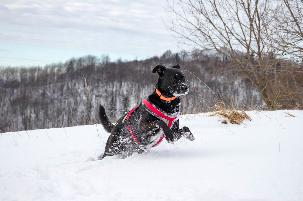 Photograph by Ľuboš Pítek