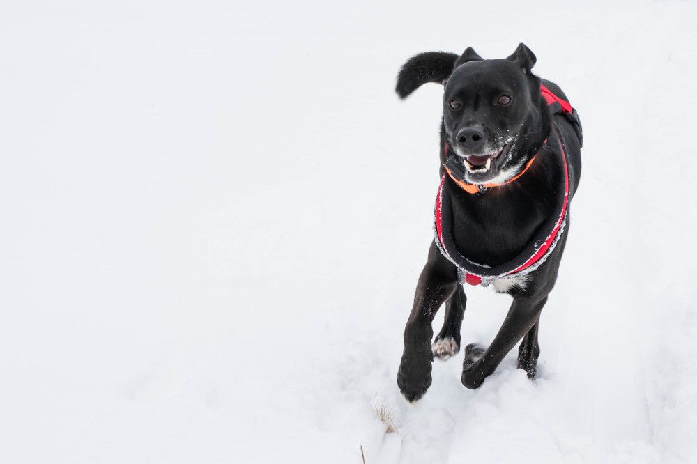 Photograph by Ľuboš Pítek