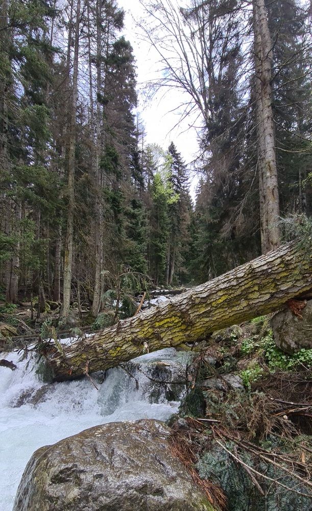 Photograph by Дзерасса Дзотова