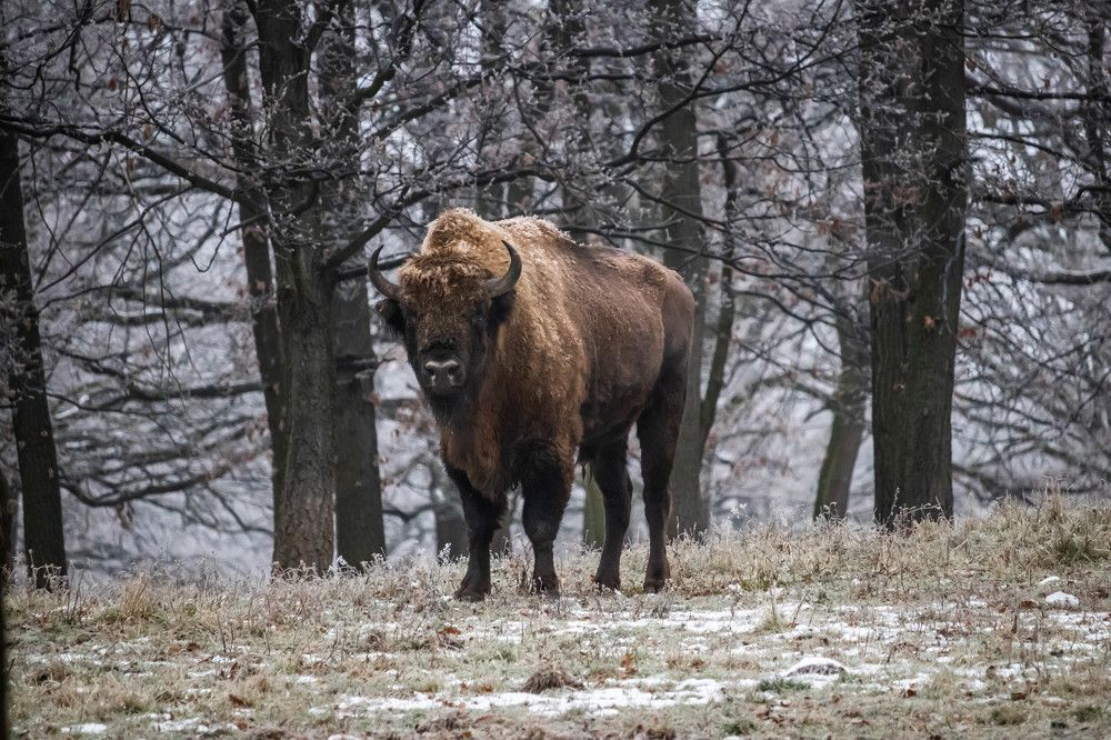 Photograph by Ľuboš Pítek