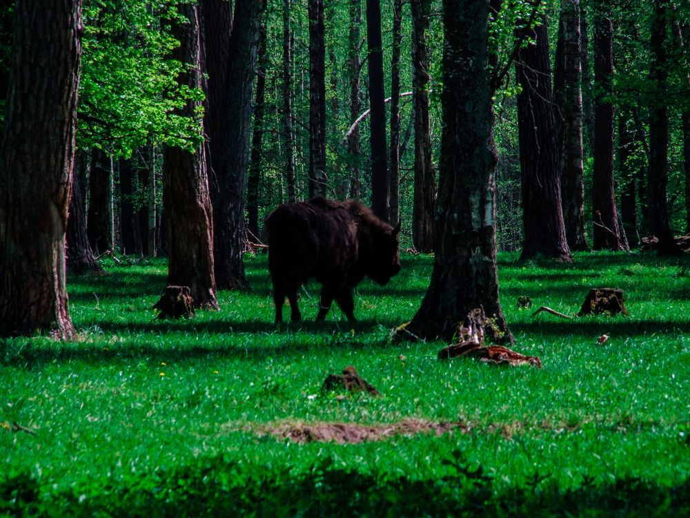 Photograph by Ковалев Николай