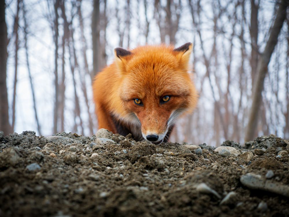 Любопытные варвары.
