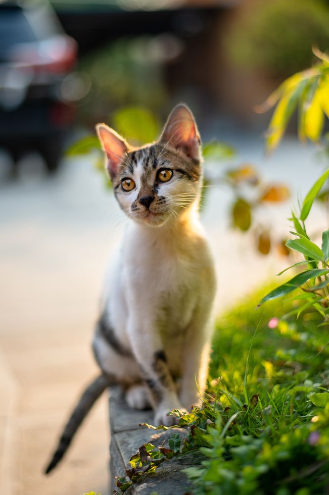 Photograph by Cuong Le Tien