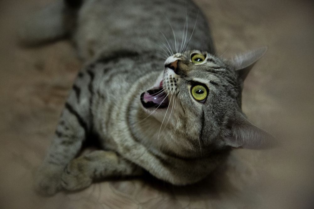 Фотография автора Шмаков Сергей